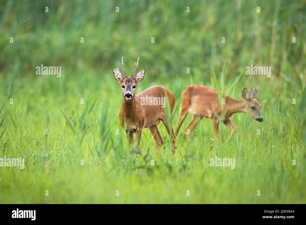 Pareja de corzos parados en hierba larga en la naturaleza del verano Foto de stock