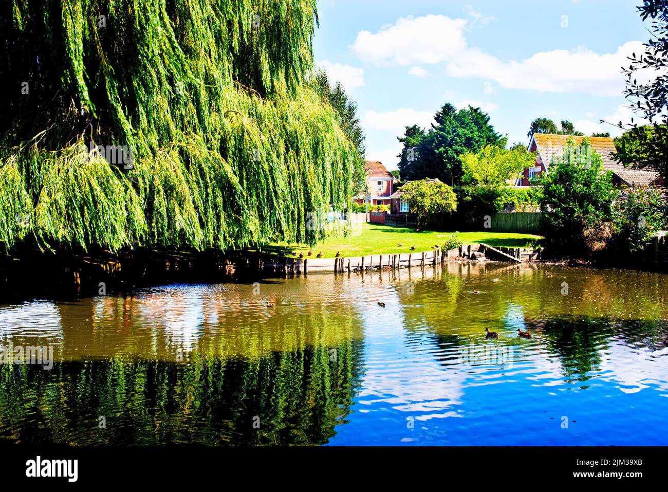 Duck Pond , Wiggington, North Yorkshire, Inglaterra Foto de stock