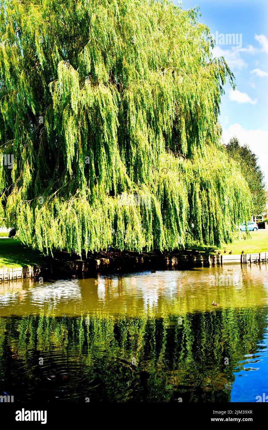 Willow Tree, Duck Pond, Wiggington, North Yorkshire, Inglaterra Foto de stock