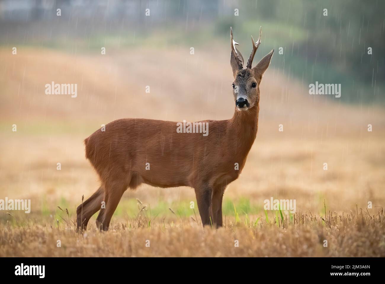 Ciervo ROE, capreolus capreolus, de pie sobre rastrojo durante la lluvia en verano. Ciervo marrón mirando al campo lloviendo. Mamífero masculino observando en pastura i Foto de stock