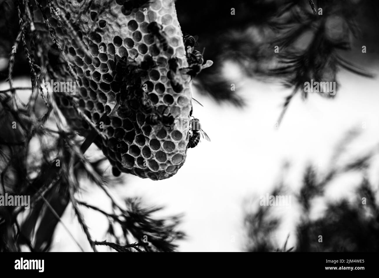 imágenes prediseñadas de colmena de abejas en blanco y negro