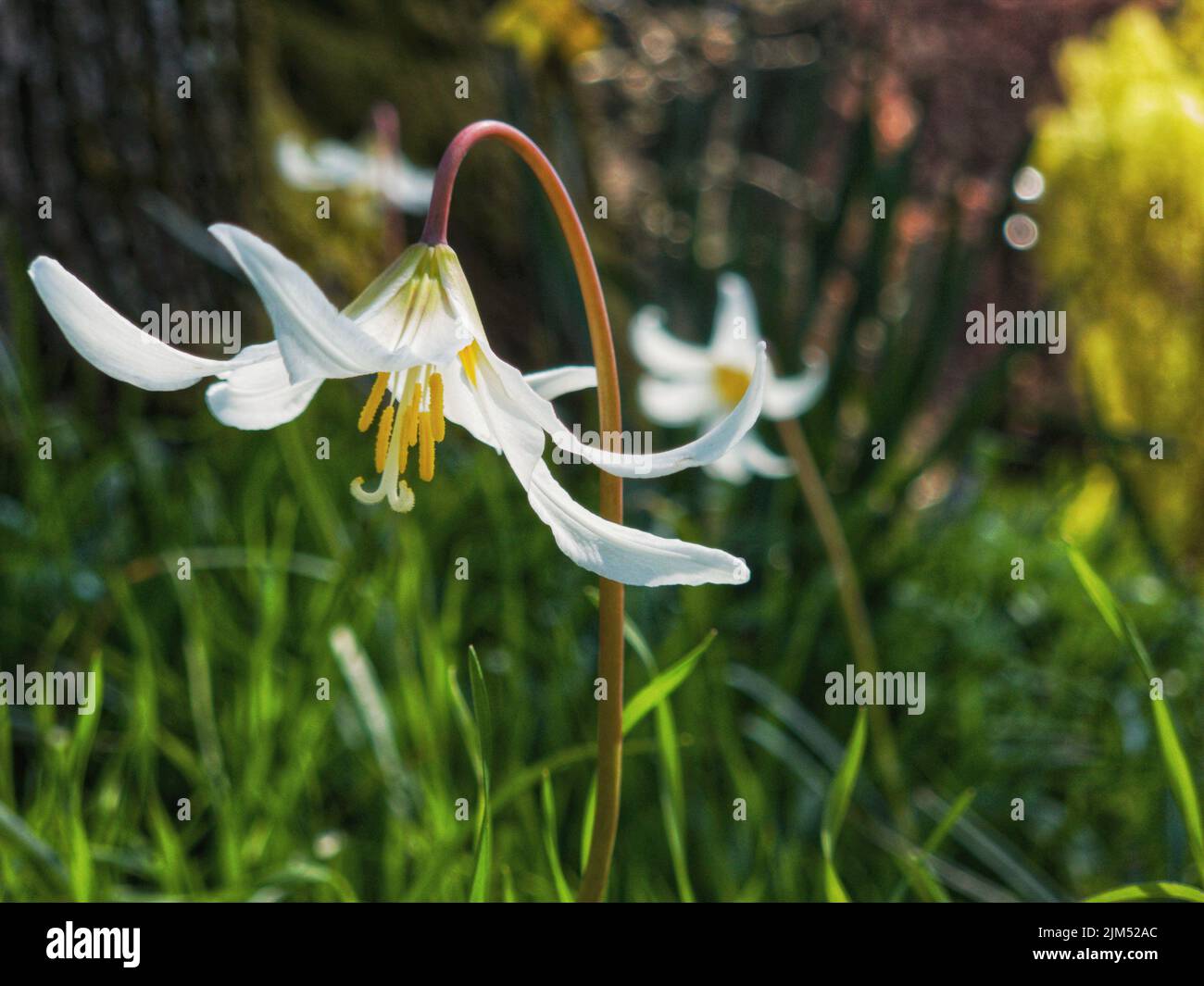 Un primer plano de una gigantesca flor de lirio blanco de fawn que florece en un jardín a la luz del día con un fondo borroso Foto de stock