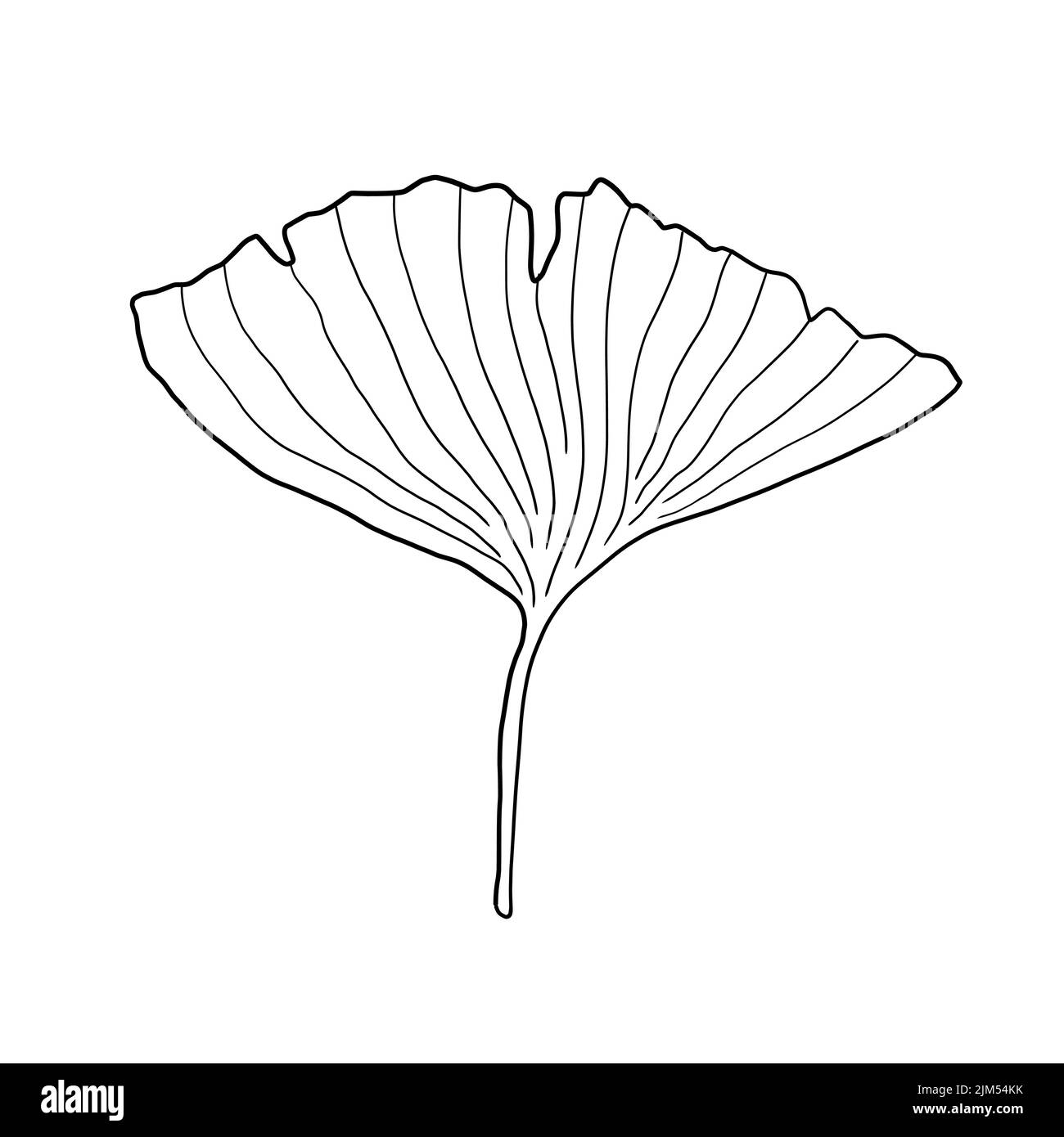 Hoja de Ginkgo croquis de dibujo de doodle aislado. Vector de ginkgo biloba japonés. Ilustración del Vector
