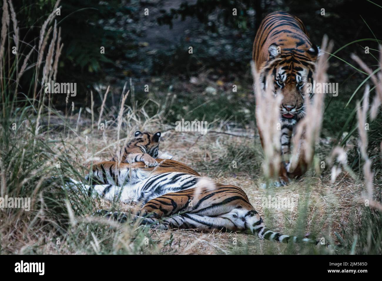 Una racha de tigres y un cachorro en el Zoo de Londres. Foto de stock