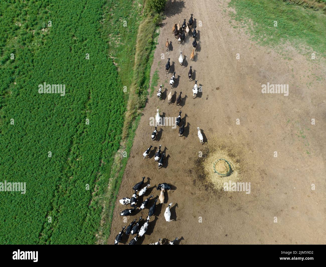 Un grupo grande de ganado lechero, vacas, toros son vistos desde arriba mientras se mueven en una granja grande. Foto de stock