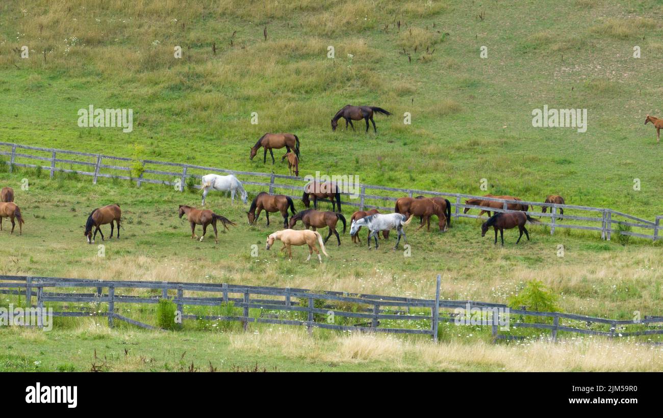 Un grupo de caballos son vistos en un rancho grande de caballos, una valla de madera que los mantiene adentro. Foto de stock