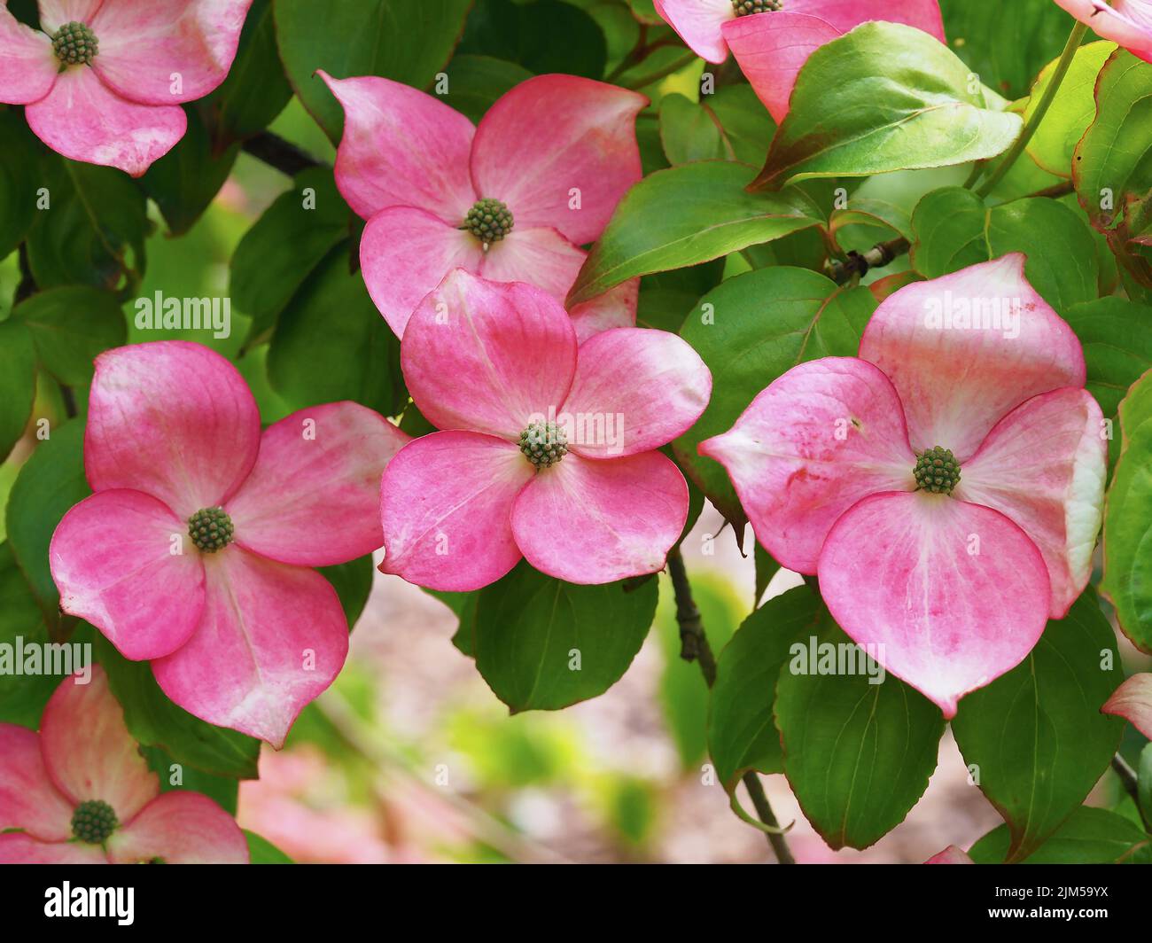 Flores de color rosa en un arbusto de cornus kousa Miss Satomi Foto de stock
