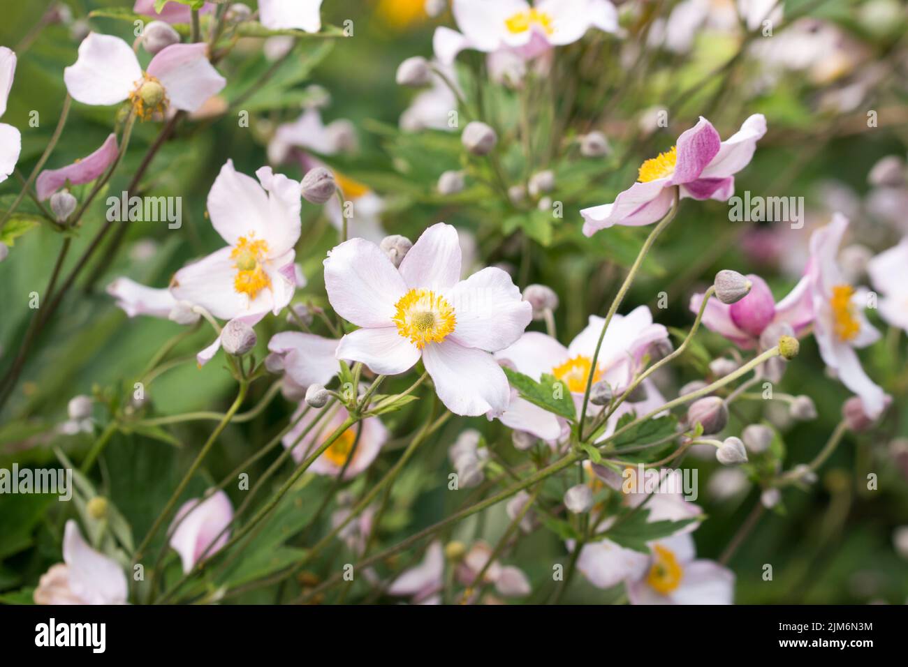Anemona scabiosa flores de jardín rosa primer plano selectivo foco Foto de stock