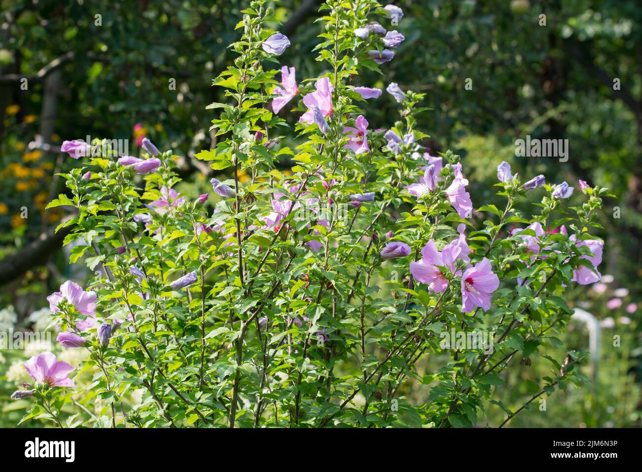 Hibiscus syriacus, siria cetmia flores rosadas en jardín enfoque selectivo Foto de stock