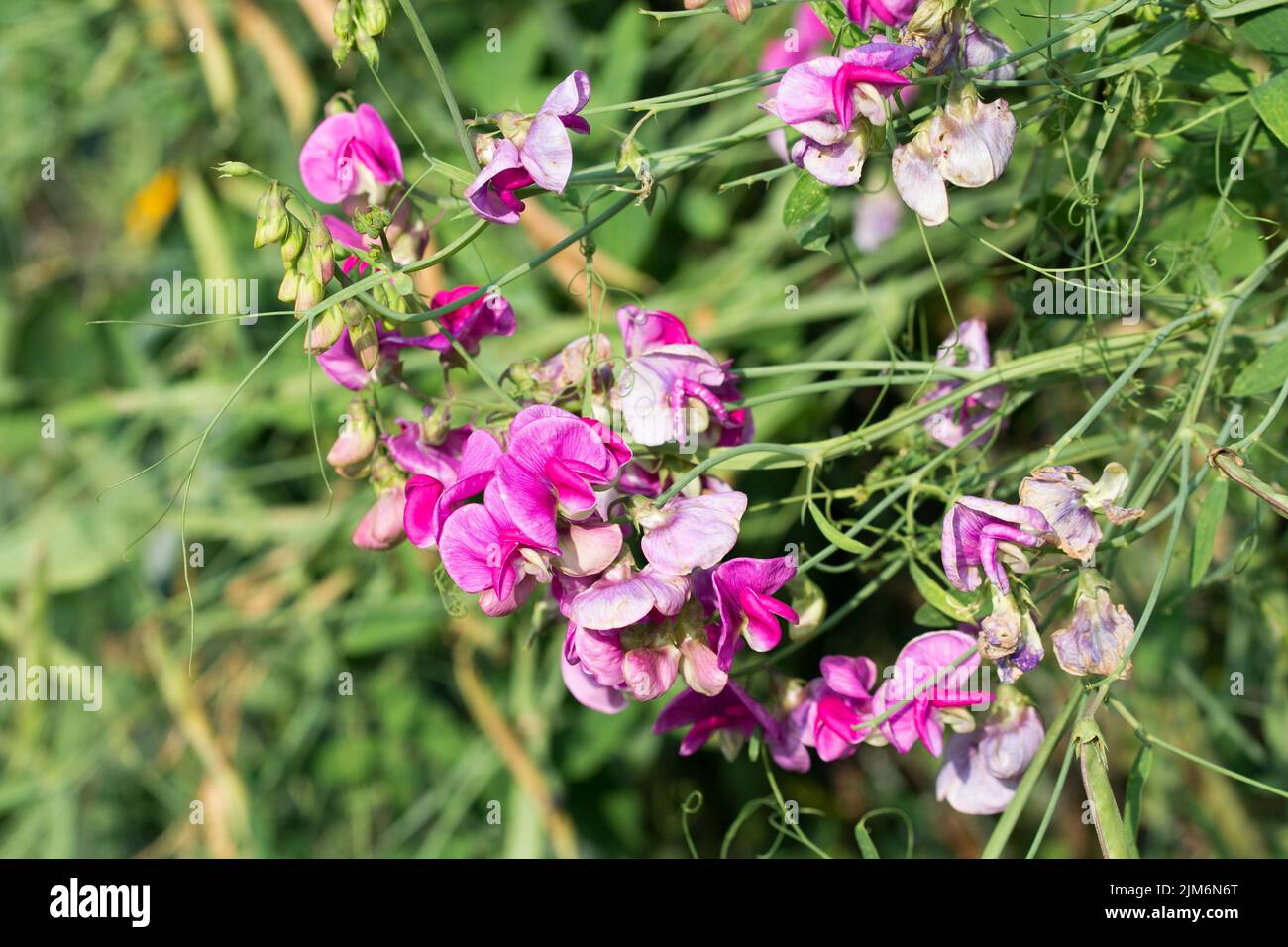 guisante dulce, lathyrus odoratus flores de verano rosa primer plano enfoque selectivo Foto de stock