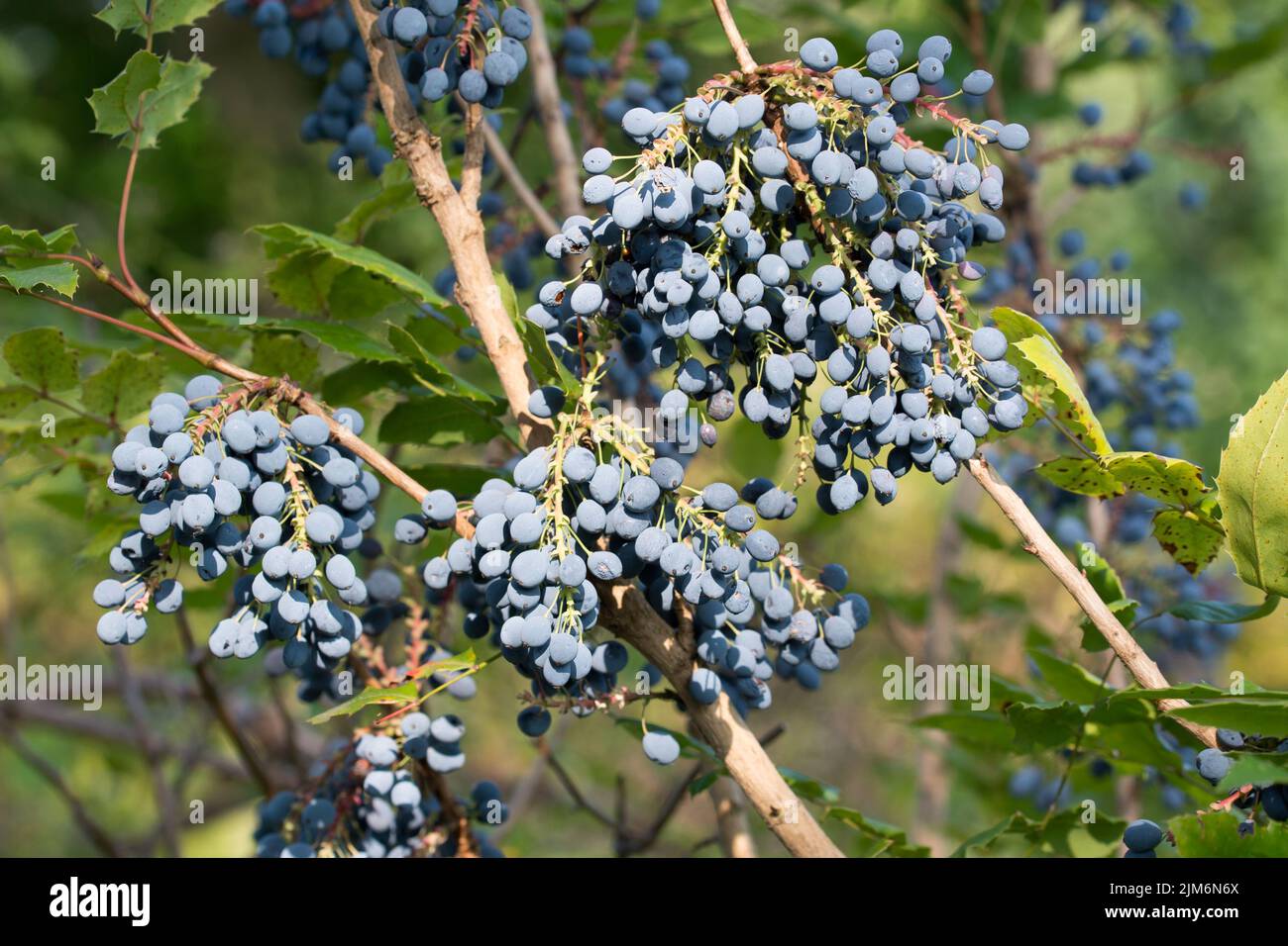 Mahonia aquifolium, oregon uva azul bayas primer plano enfoque selectivo Foto de stock