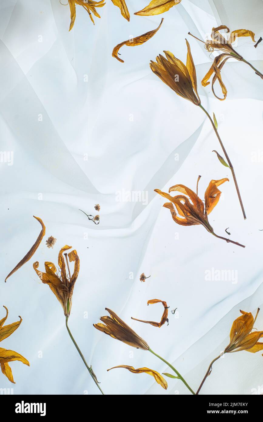 Patrón lirio, flores amarillas en el fondo, motivos botánicos, vidrio transparente y gotas Foto de stock