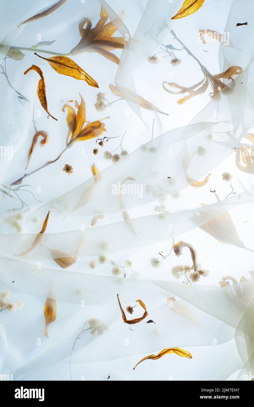Patrón lirio, flores amarillas en el fondo, motivos botánicos, vidrio transparente y gotas Foto de stock