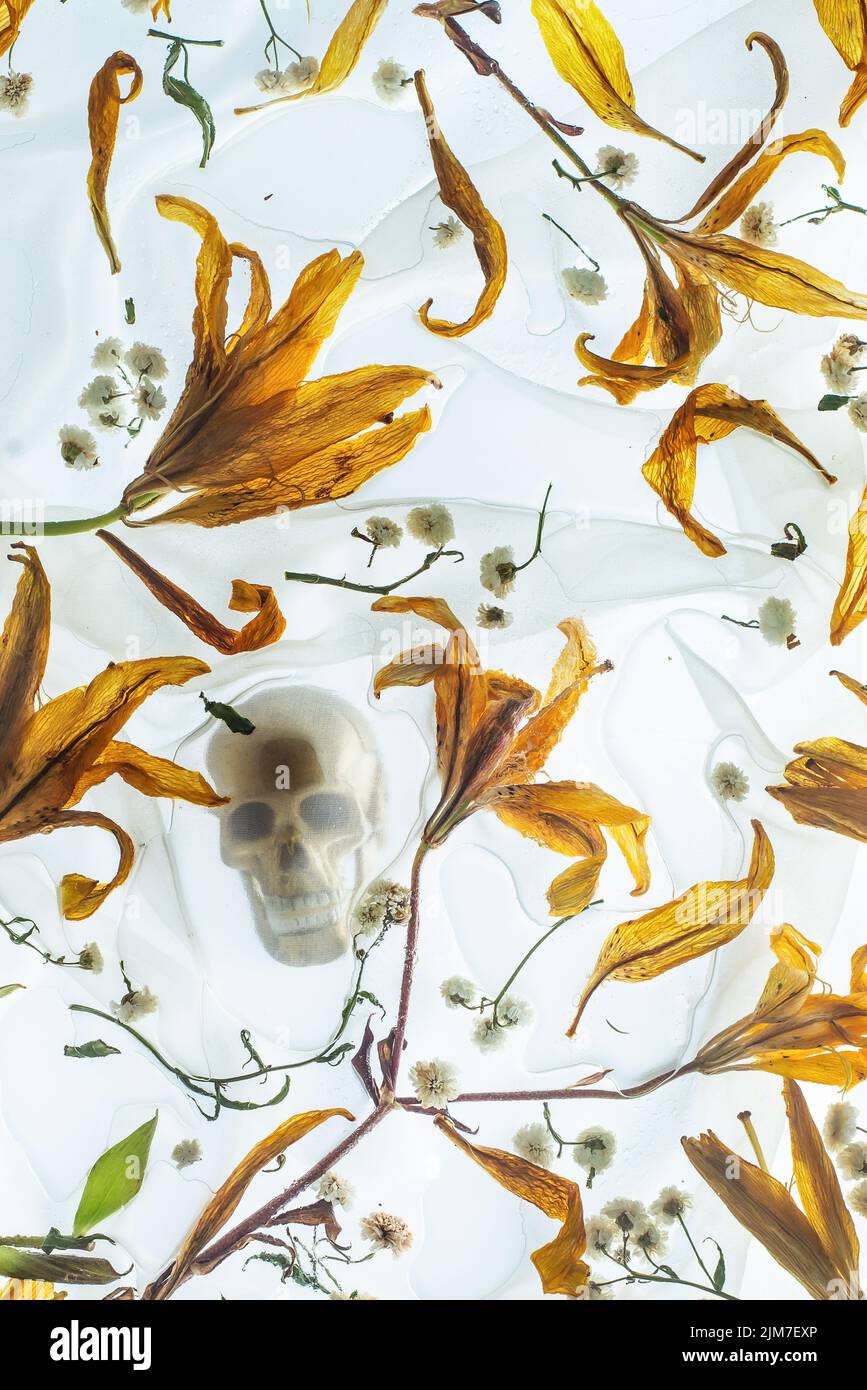 Cráneo dorado sobre flores amarillas, concepto Memento mori Foto de stock