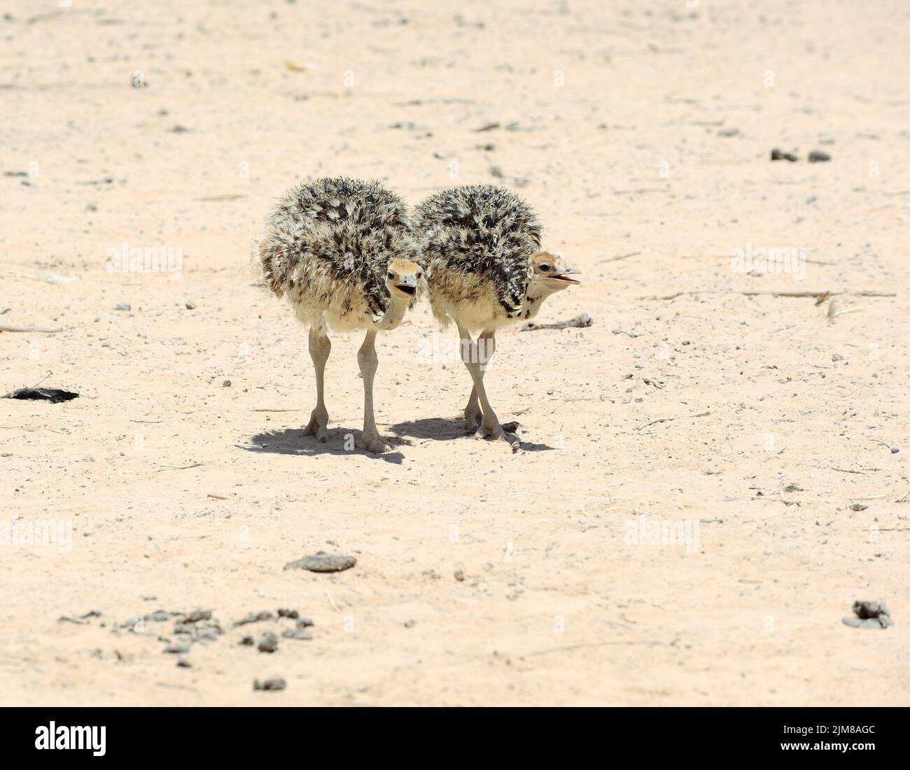 Dos polluelos africanos de avestruz Foto de stock