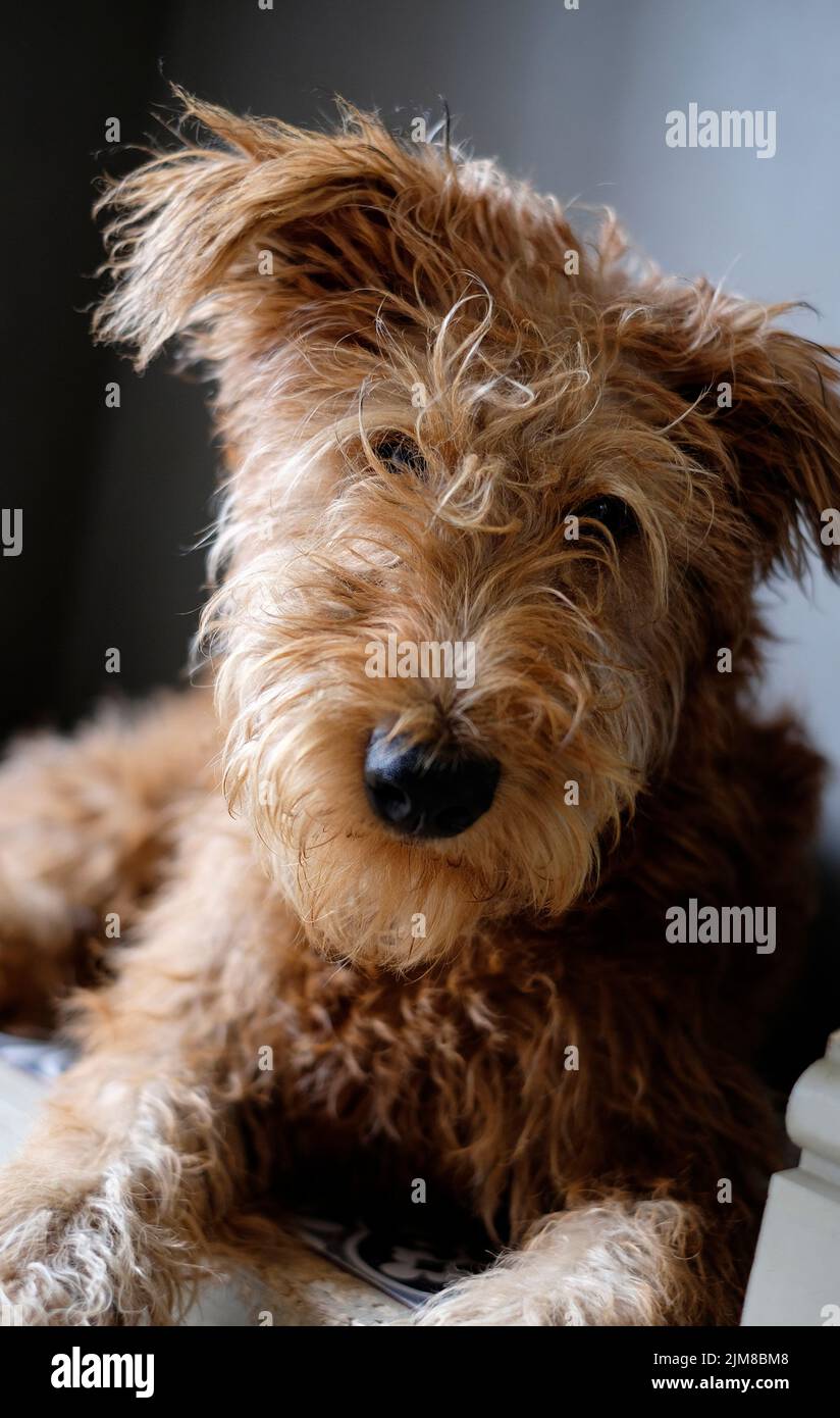 lindo perro de cachorro del terrier irlandés Foto de stock