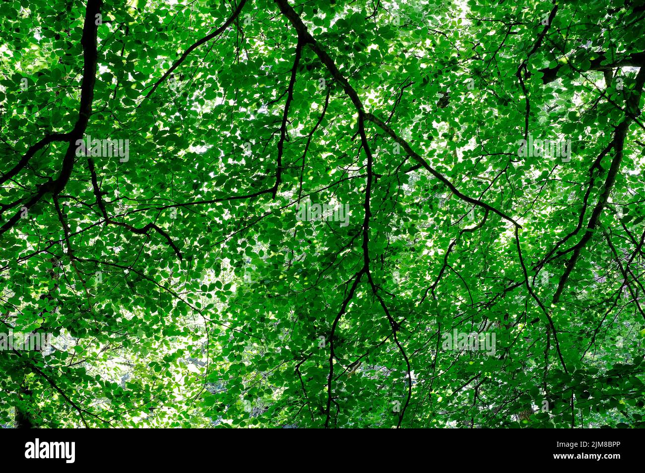 hojas verdes en el bosque árboles de fondo Foto de stock
