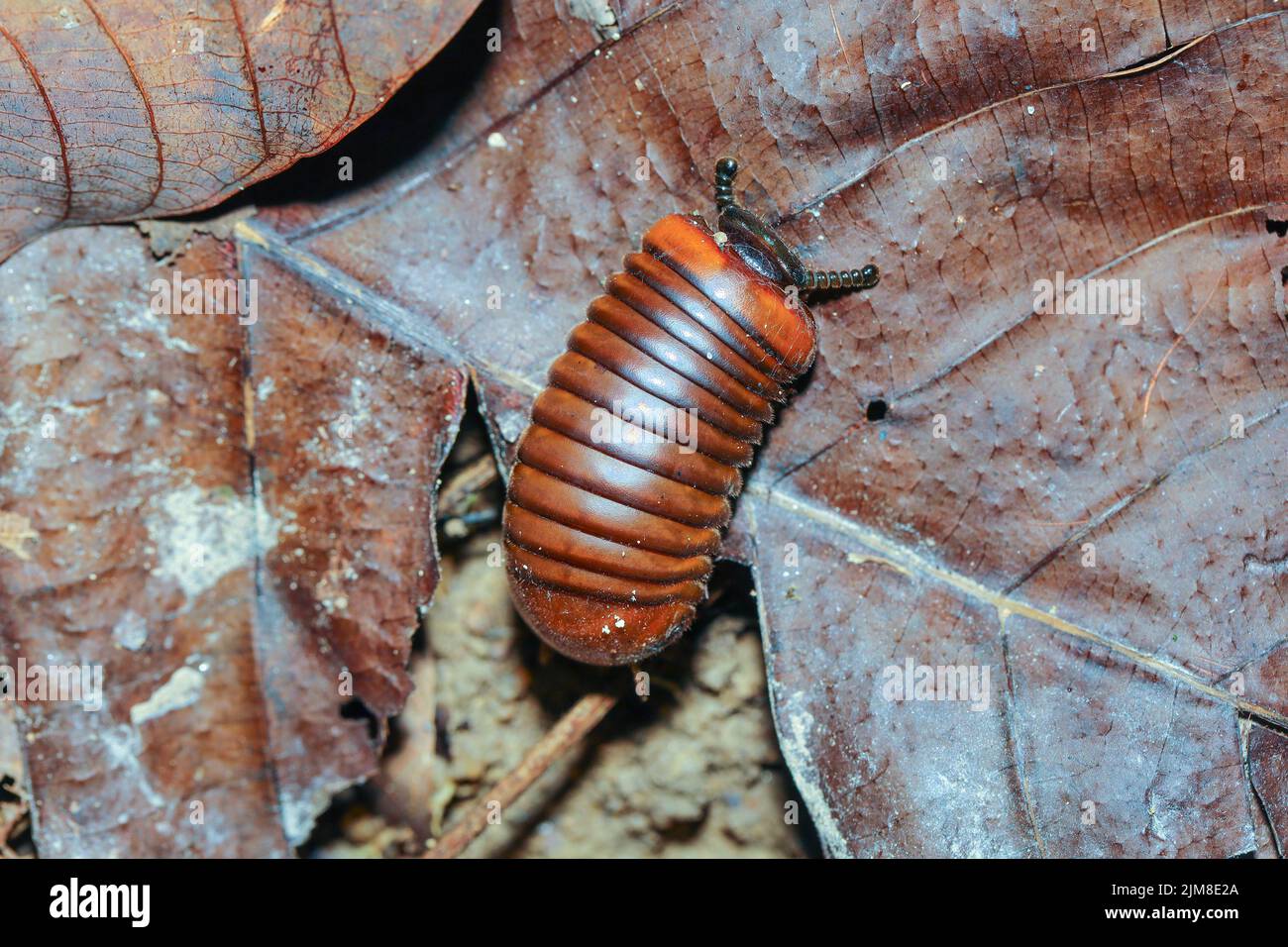 Milipede píldora, Oniscomorfa, encontrado en el suelo de la selva en una selva tropical Foto de stock