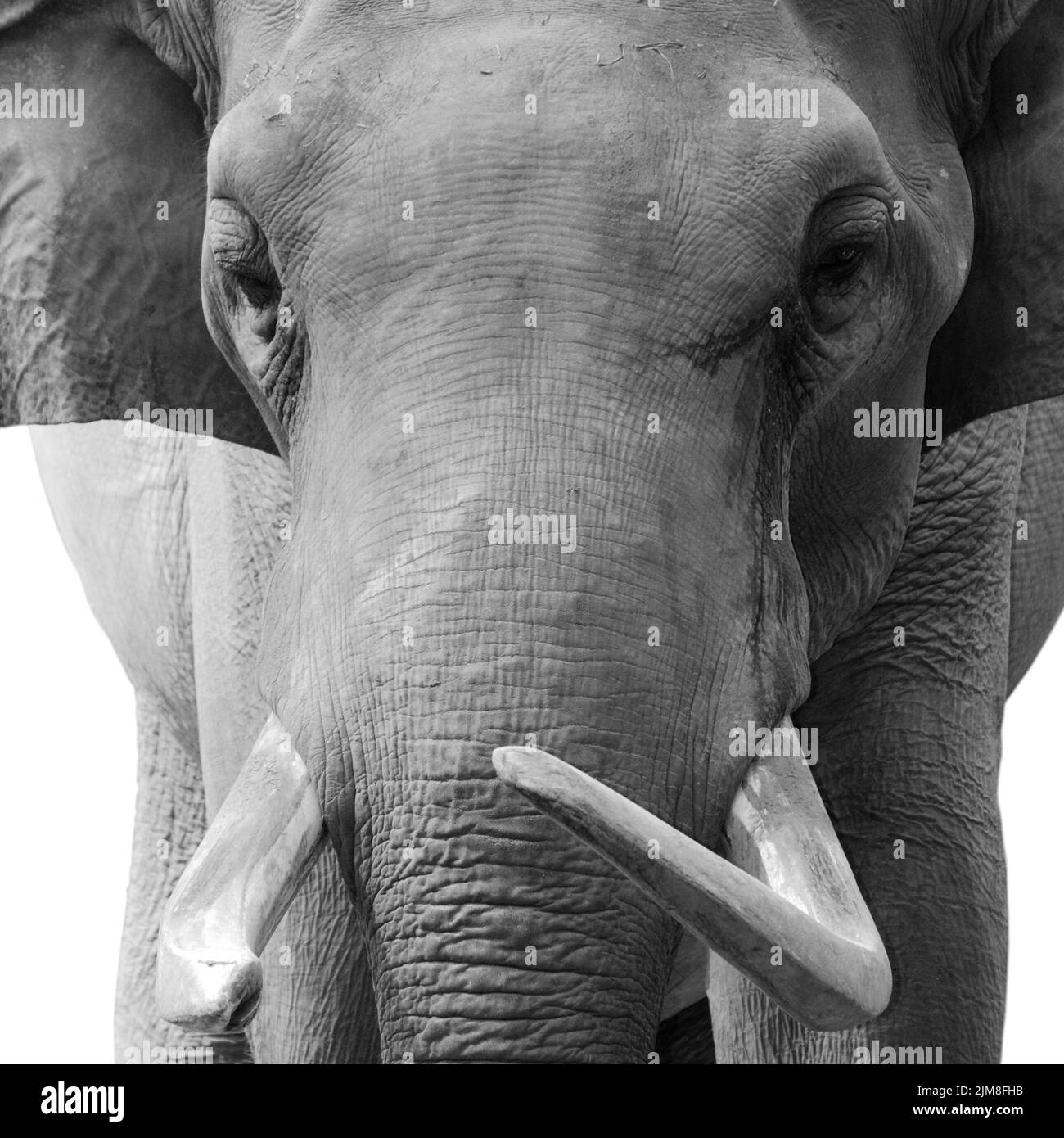Cabeza de elefante animal aislada en blanco Foto de stock