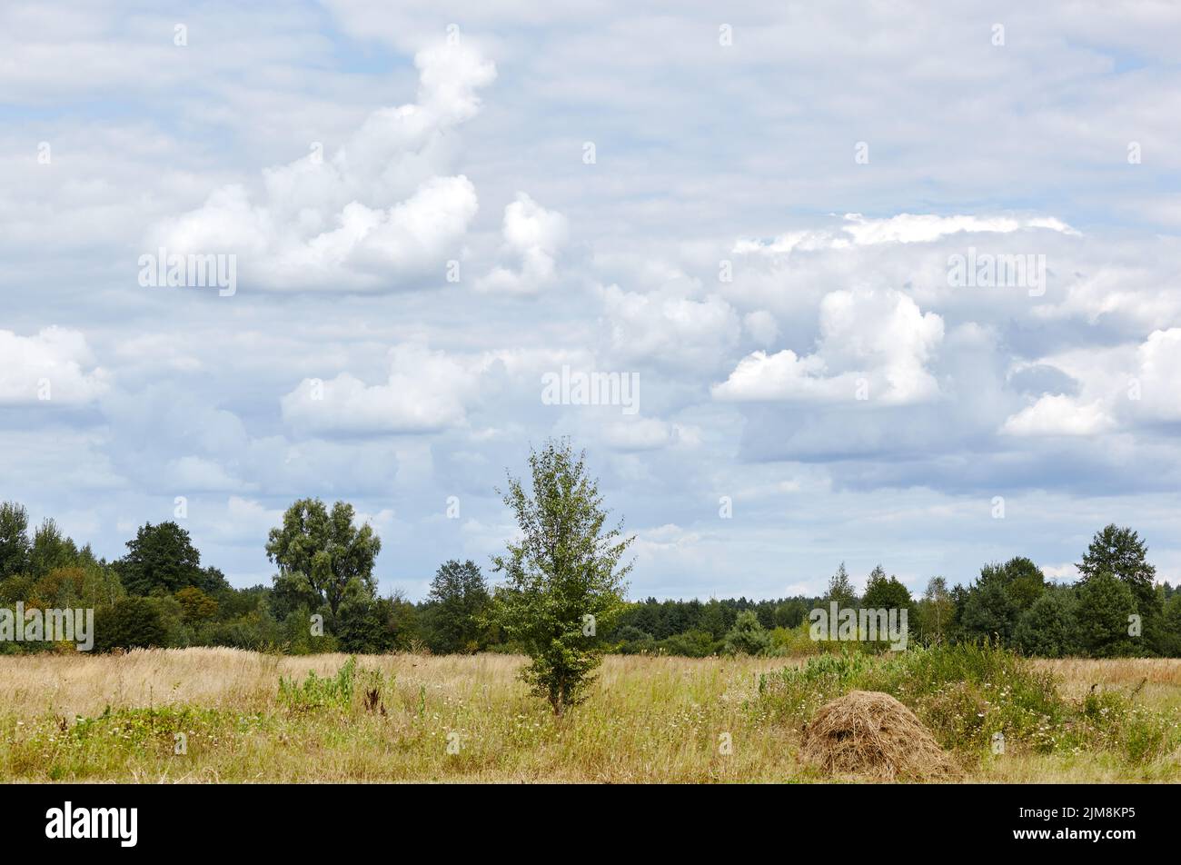 Hermoso paisaje rural de verano. Pradera con árboles y hierba contra el cielo de las nubes Foto de stock