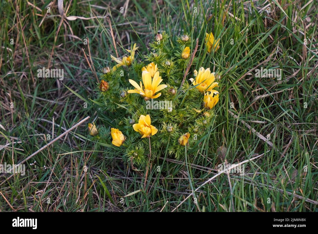Adonis vernalis, ojo de faisán, ojo de faisán primaveral, ojo de faisán amarillo y falso agujero, planta de floración, Burgos, españa. Foto de stock