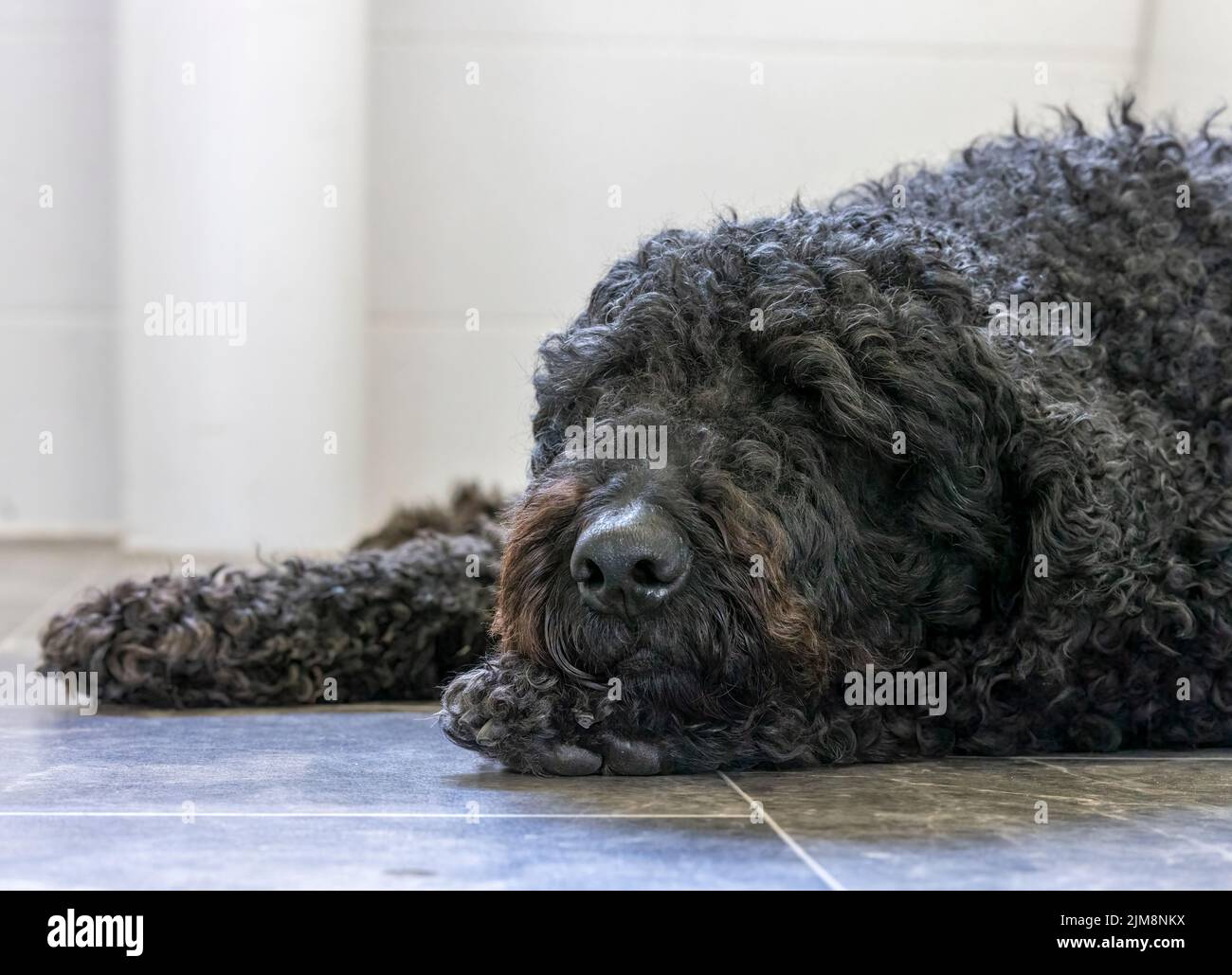Un perro Labradoodle negro y peludo, durmiendo en un suelo embaldosado Foto de stock