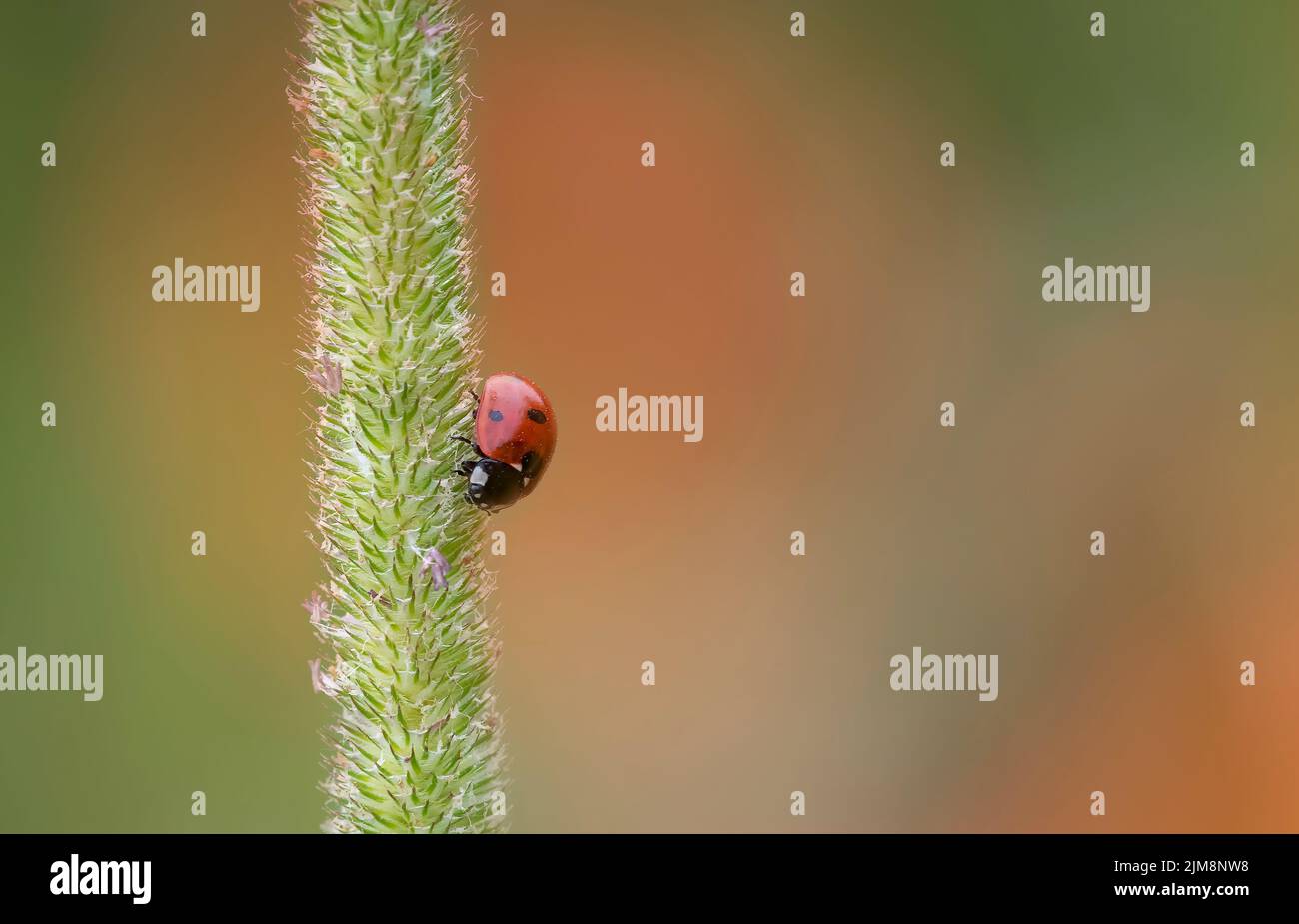 Una Ladybird de 7 puntos, (Coccinella septempunctata), descansando sobre una flor de hierba, con un campo de amapola fuera del foco en el fondo Foto de stock