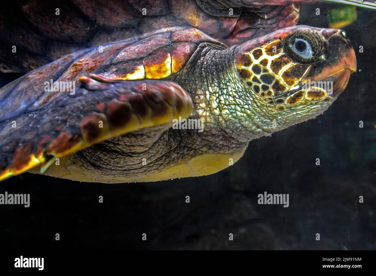 Tortuga carey (Eretmochelys imbricata) Brisbane Foto de stock