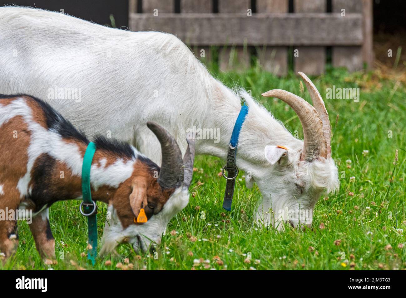 Dos cabras lecheras pastando en la pradera en la granja Foto de stock