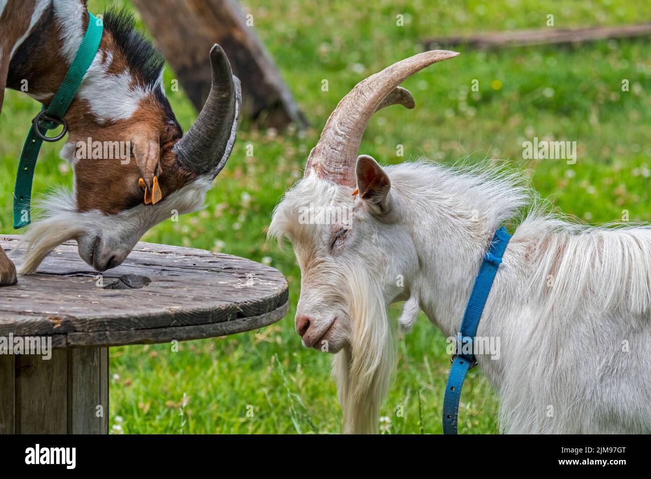 Dos cabras y la cabra de leche escalaron en la plataforma en la pradera en el zoológico de mascotas / granja de niños Foto de stock