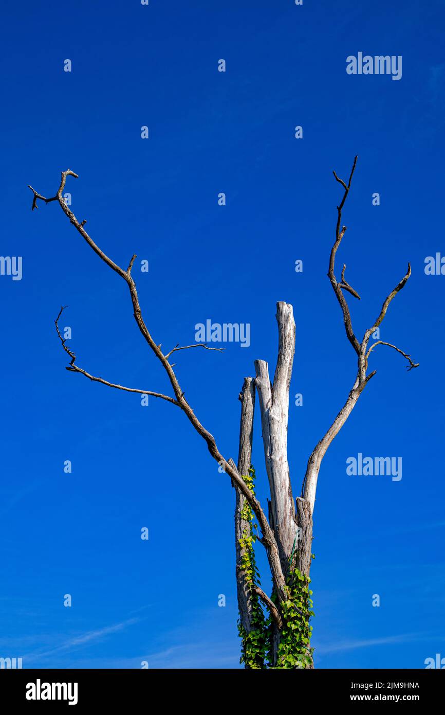 Árbol muerto aislado contra el cielo azul profundo Foto de stock