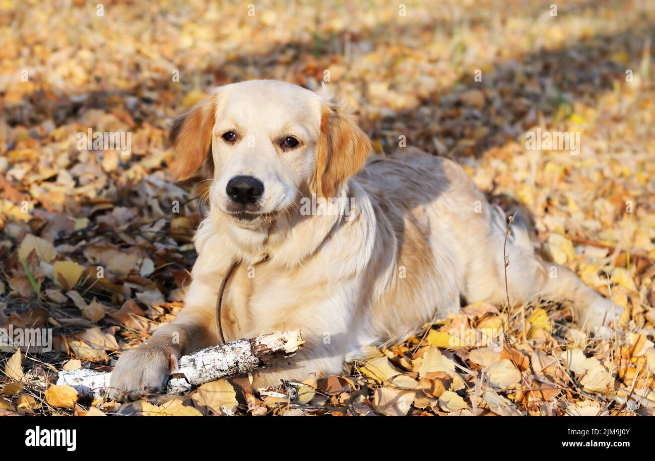 Perro joven Golden Retriever acostado sobre hojas de otoño Foto de stock