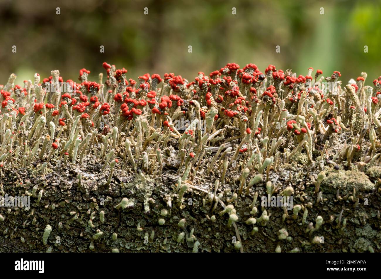 Cladonia cristatella o soldados británicos Lichen Foto de stock