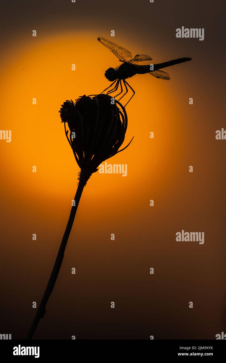 Una silueta de una libélula contra el amanecer , Camargue, Francia Foto de stock