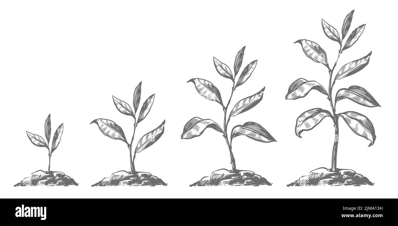 Crecimiento gradual de árboles en el suelo. Etapas de crecimiento de la planta germinada a la planta adulta. Agricultura, jardinería, concepto de la naturaleza Ilustración del Vector