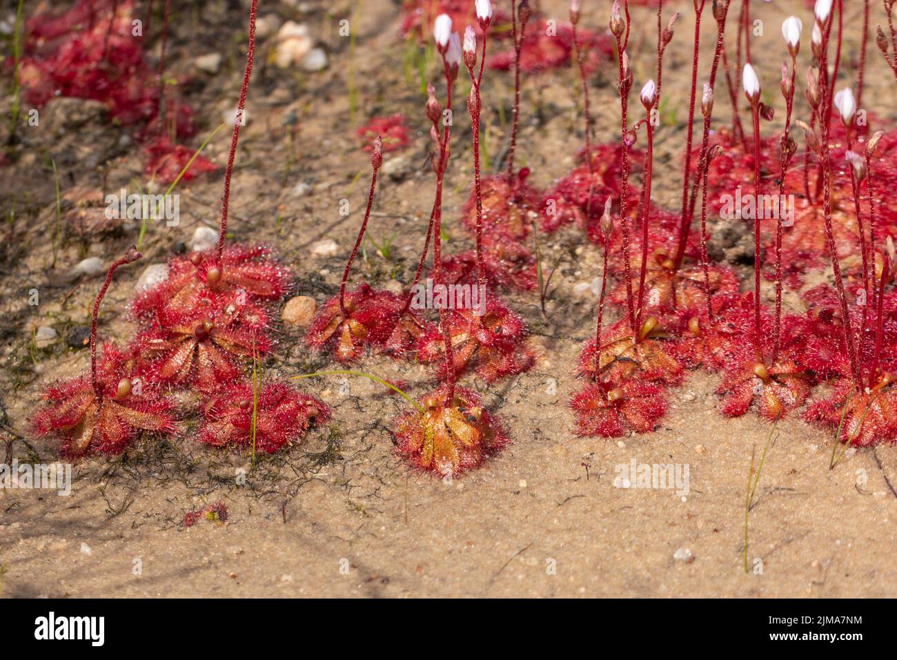 Planta carnívora: Rocío de sol (Drosera sp.) con tallos de flores en hábitat natural en el Cabo Norte de Sudáfrica Foto de stock