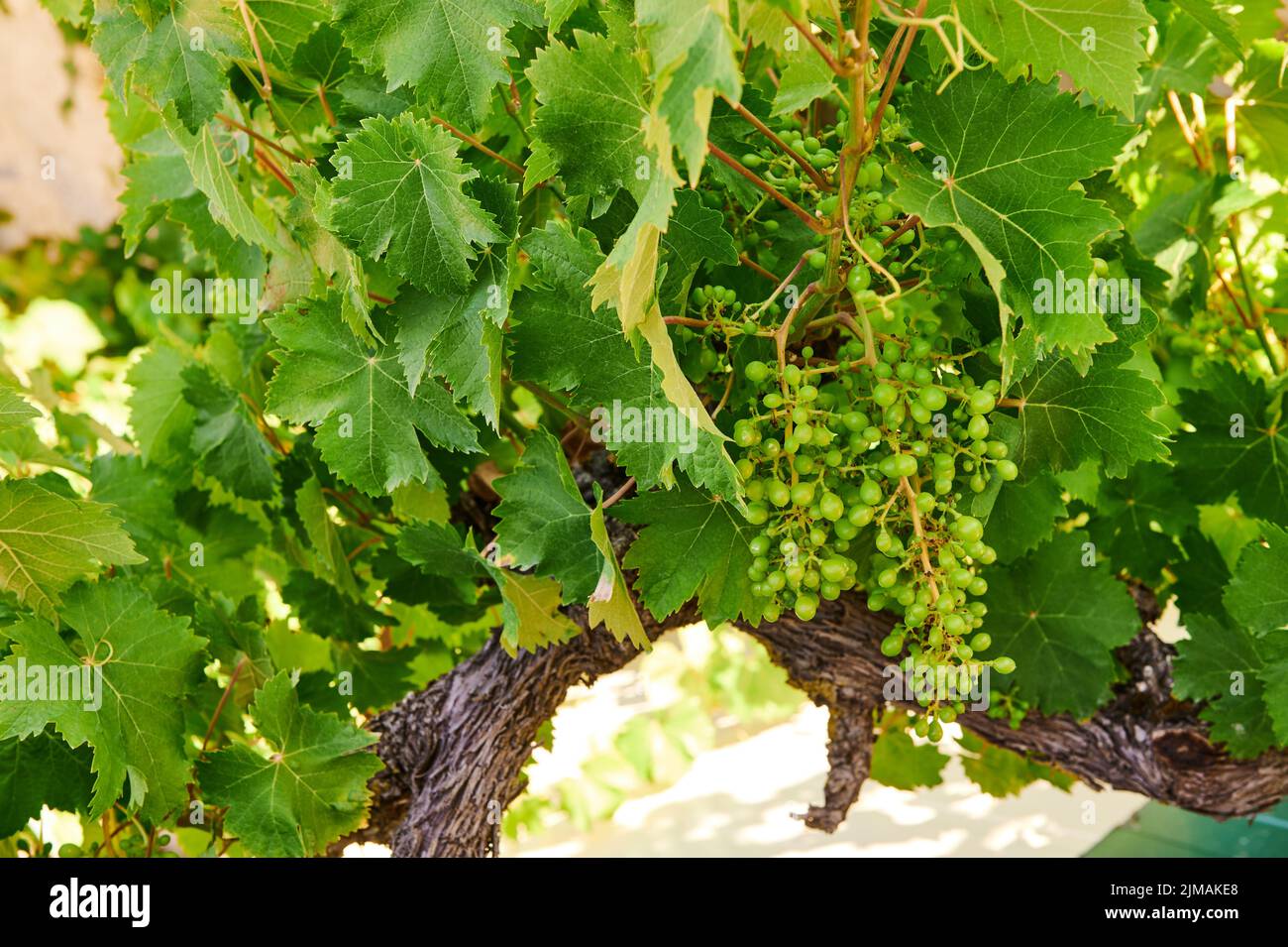 Hojas de uva verde y manojo de uvas verdes Foto de stock