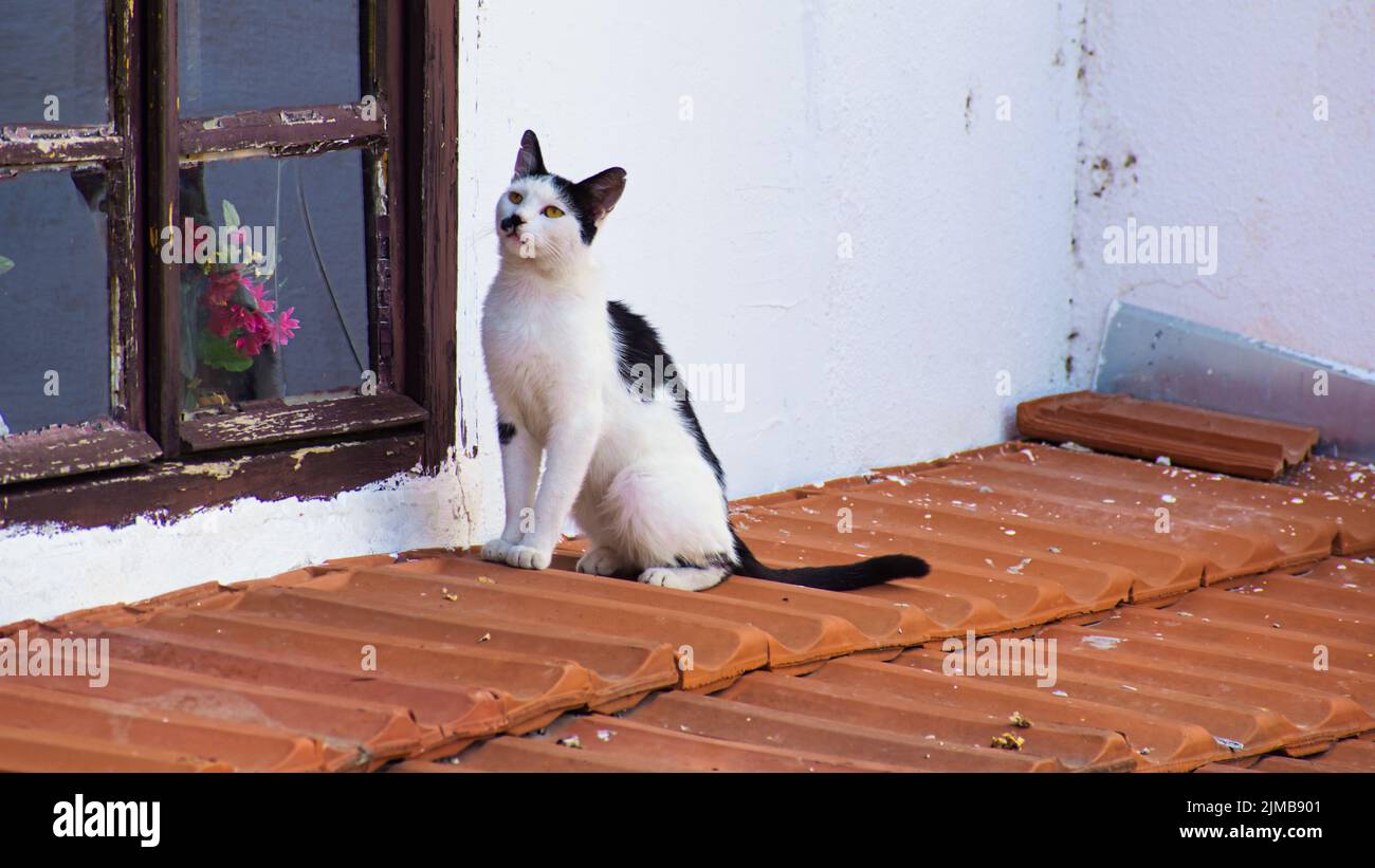 Un gato blanco y negro que está parado delante de una ventana en un techo Foto de stock