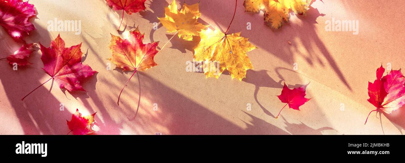 Pancarta panorámica de otoño con hojas secas de arce sobre fondo de cartón. Luz solar, sombras largas. Foto de stock