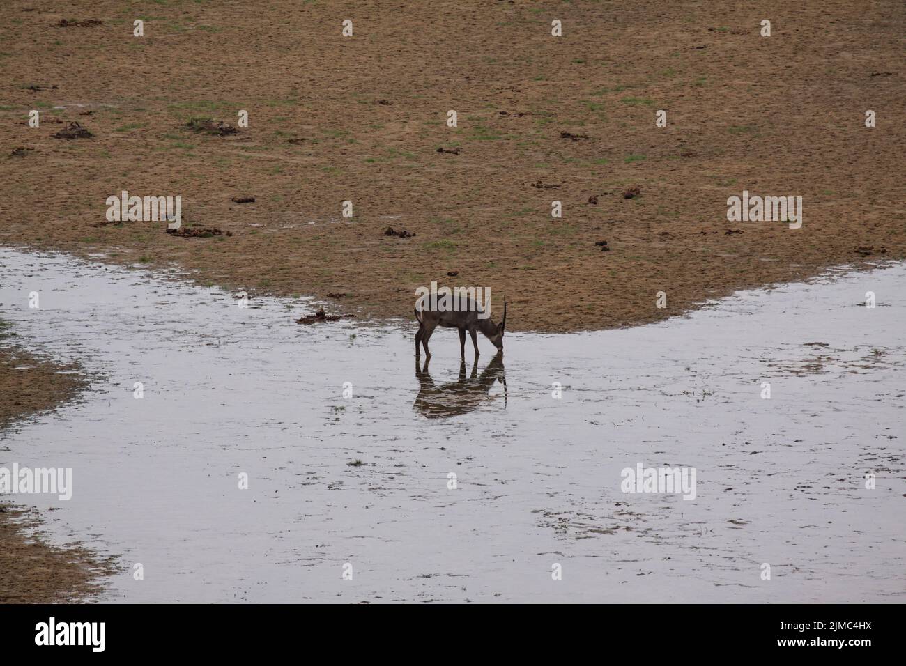 Einsamer Bock trinkt aus Pfütze mit Regenwasser Foto de stock