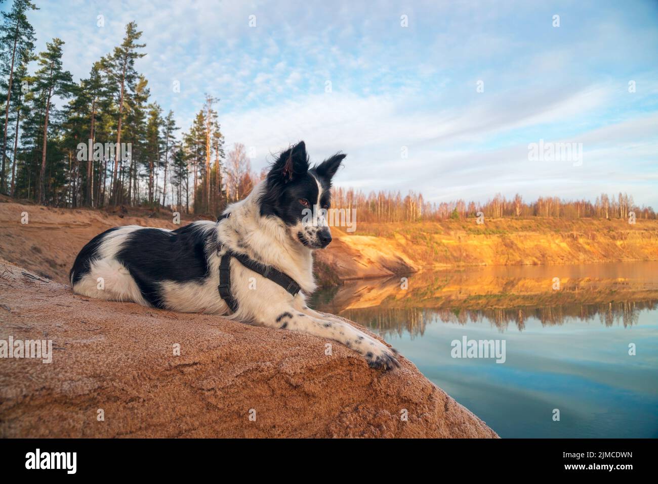 El perro mira en la distancia en la orilla de una guarida de arena Foto de stock