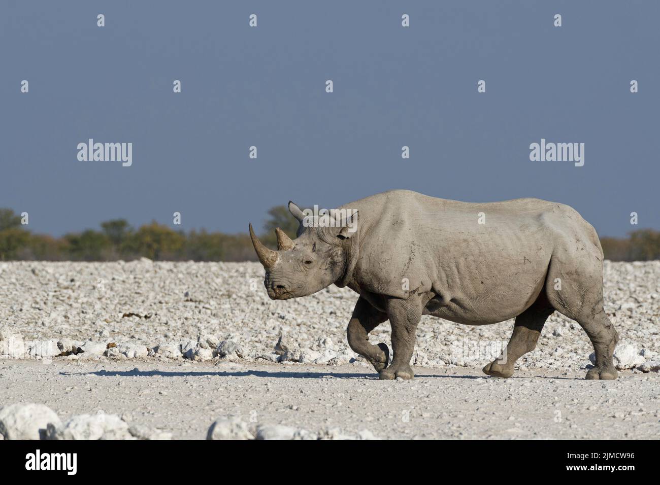 Rinoceronte negro (Diceros bicornis), adulto en suelo árido, caminando hacia el abrevadero, Parque Nacional Etosha, Namibia, África Foto de stock