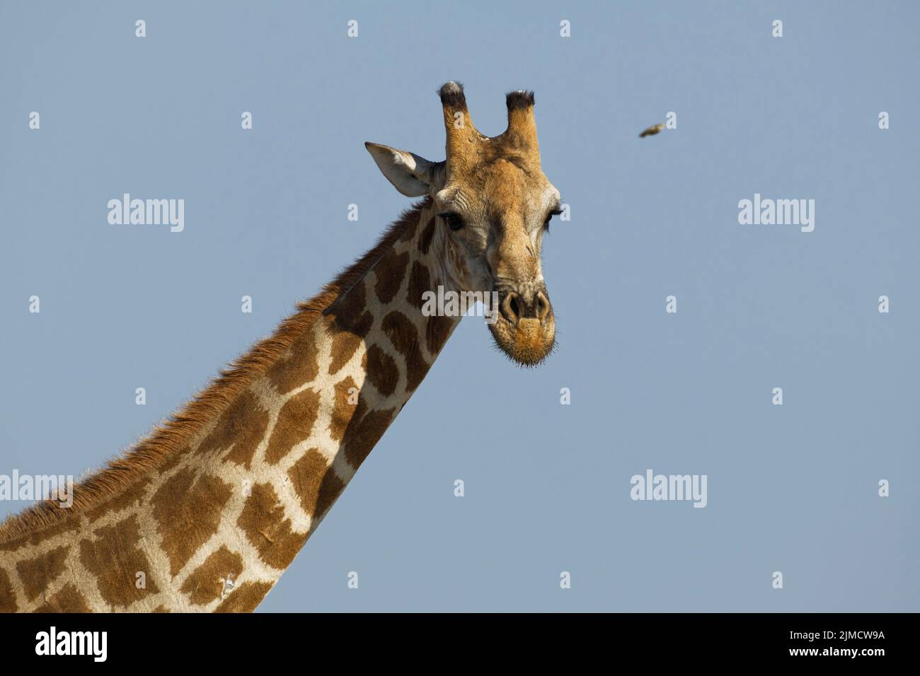 Jirafa angoleña (Giraffa camelopardalis angolensis), adulto, foto de la cabeza contra un cielo azul, retrato de animales, Parque Nacional Etosha, Namibia, África Foto de stock