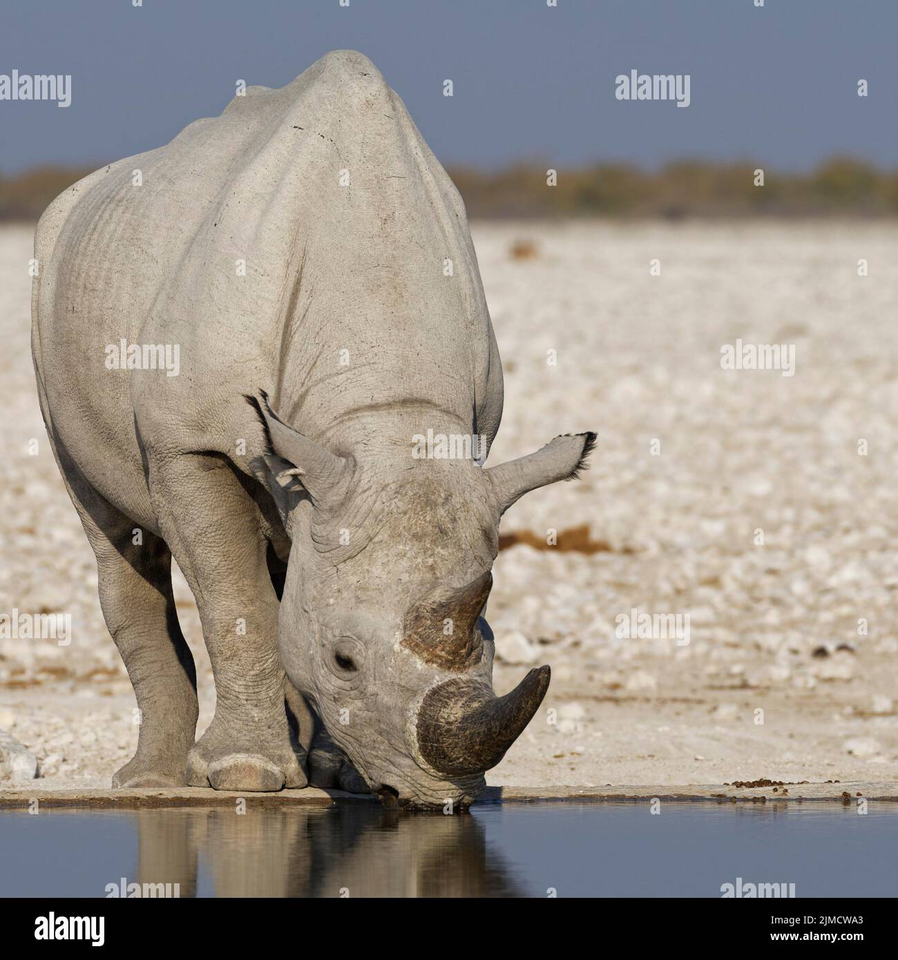 Rinoceronte negro (Diceros bicornis), adulto bebiendo en el pozo de agua, Parque Nacional Etosha, Namibia, África Foto de stock