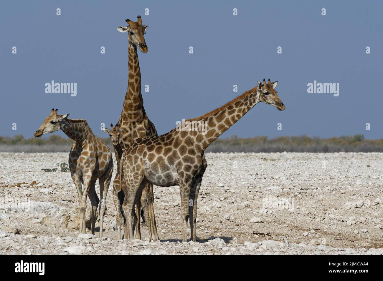 Jirafas angoleñas (Giraffa camelopardalis angolensis), dos adultos, hombres y mujeres (derecha), jovencitas y potros en el pozo de agua, Parque Nacional Etosha, N. Foto de stock