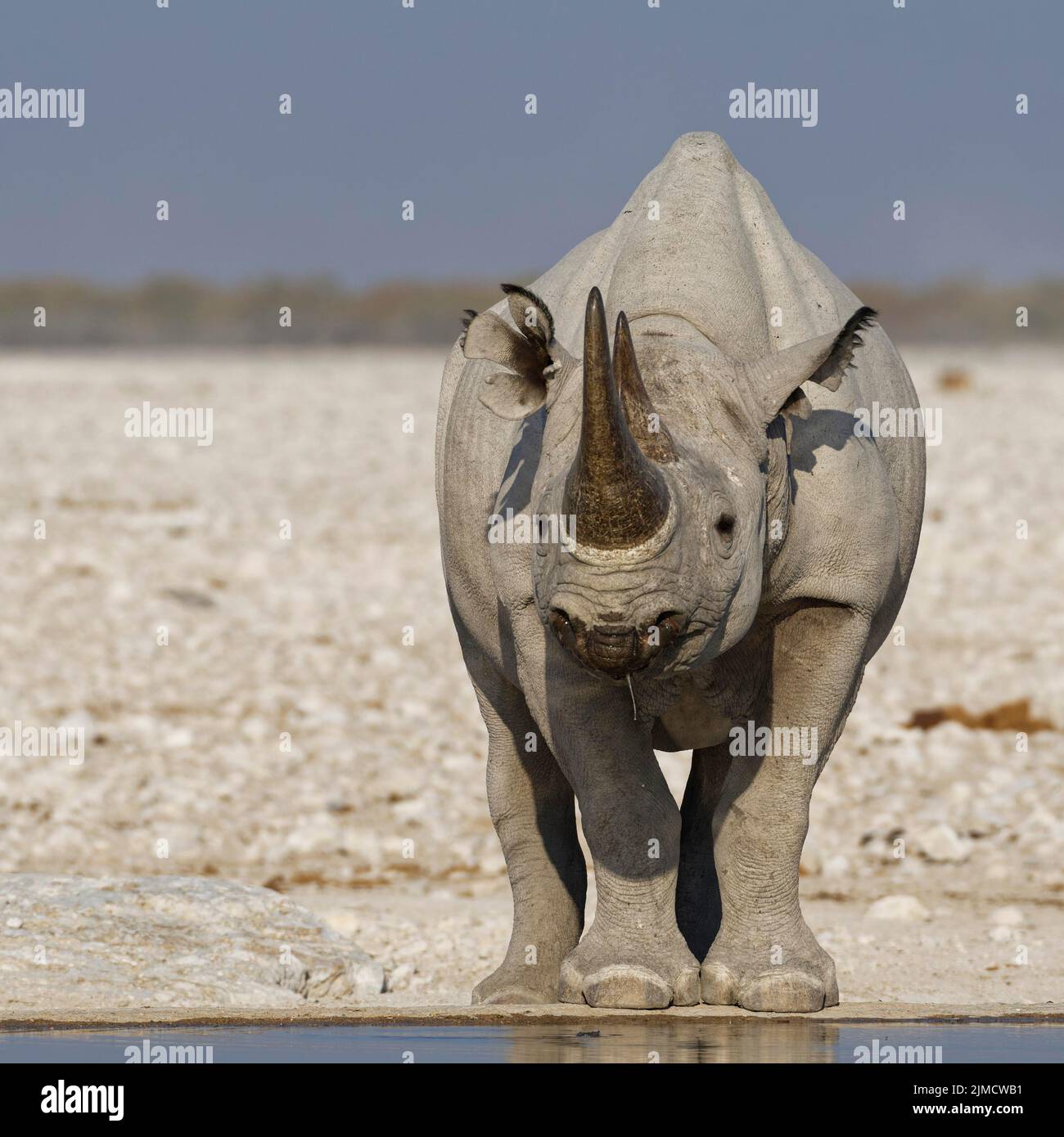 Rinoceronte negro (Diceros bicornis), adulto de pie en el estanque, retrato de animales, Parque Nacional Etosha, Namibia, África Foto de stock