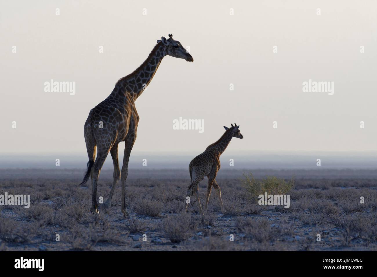 Jirafas angoleñas (Giraffa camelopardalis angolensis), adultos con jóvenes, caminando en pastizales secos, luz de la mañana, Parque Nacional Etosha, Namibia, África Foto de stock