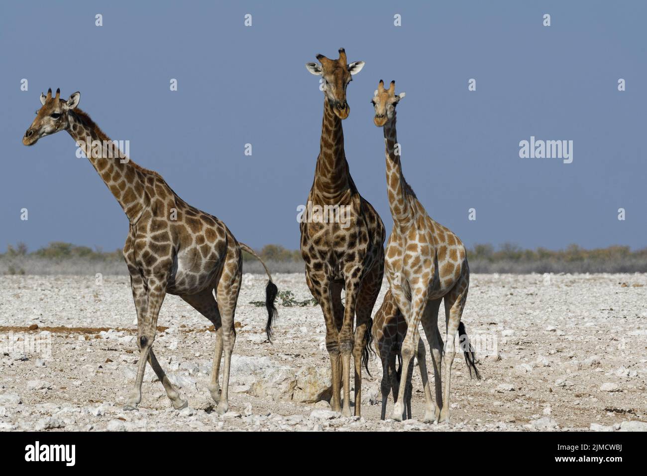 Jirafas angoleñas (Giraffa camelopardalis angolensis), dos adultos, hombres y mujeres ambulantes, jovencitas y potros en el estanque, Parque Nacional Etosha, N Foto de stock