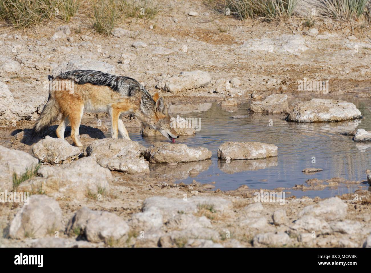 Chacal de fondo negro (Canis mesomelas), adulto bebiendo en el pozo de agua, Parque Nacional Etosha, Namibia, África Foto de stock