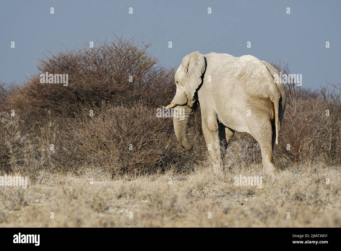 Elefante africano de monte (Loxodonta africana), macho adulto que se alimenta de una ramita, sabana, Parque Nacional Etosha, Namibia, África Foto de stock